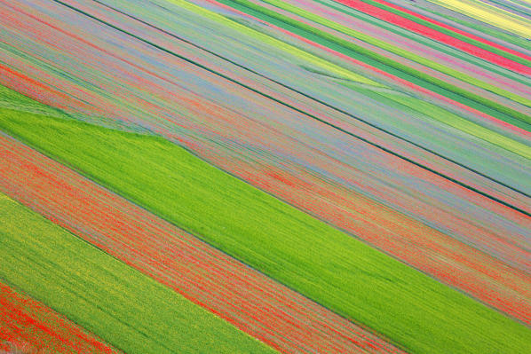 Europe,Italy,Umbria,Perugia district,Castelluccio of Norcia.
Flowering