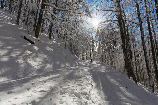 Europe,Italy,Appennines Tuscan-Emilian
Snow covered Casentino Forest