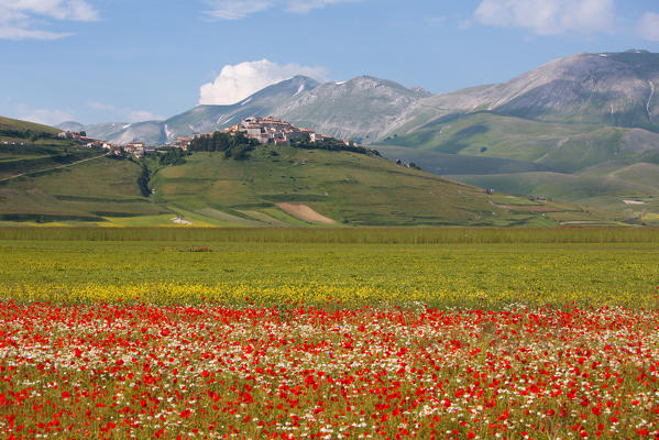 Europe, Italy,Umbria,Perugia district.
Castelluccio of Norcia during the flowering period of the Great floor.