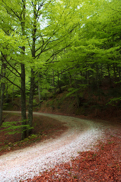 Europe, Italy,Tuscan Emilian appennines.
Path in the woods of Casentino Forests.