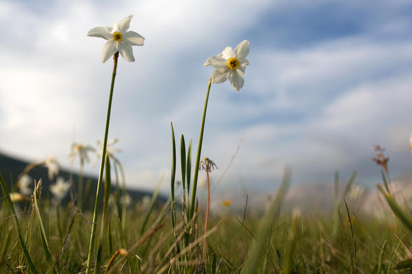Europe,Italy, Umbria, Perugia district, Sibillini mountains, Castelluccio of Norcia ,narcissus