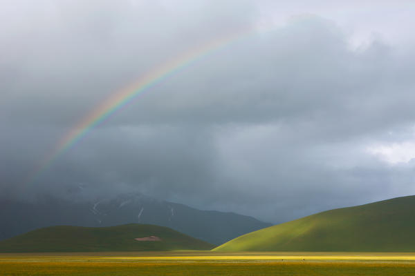 Europe,Italy,Umbria,Perugia district,Castelluccio of Norcia during flowering of narcissus