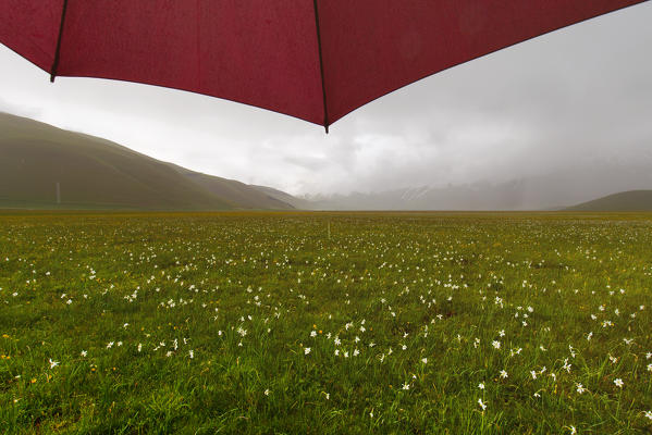 Europe,Italy,Umbria,Perugia district,Castelluccio of Norcia during flowering of narcissus