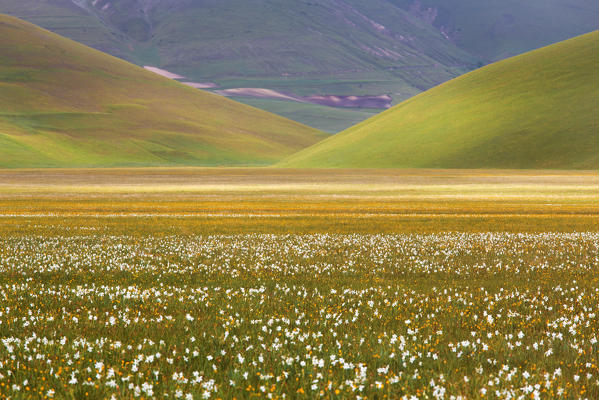 Europe,Italy,Umbria,Perugia district,Castelluccio of Norcia during flowering of narcissus