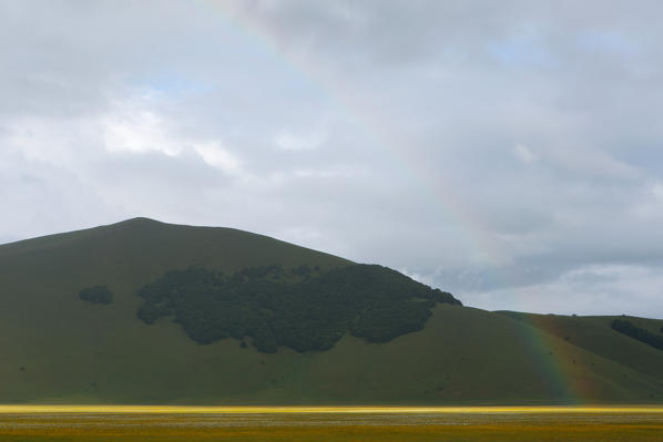 Europe,Italy,Umbria,Perugia district,Castelluccio of Norcia during flowering of narcissus