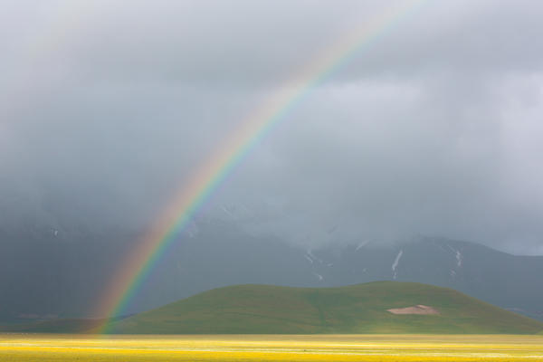 Europe,Italy,Umbria,Perugia district,Castelluccio of Norcia during flowering of narcissus