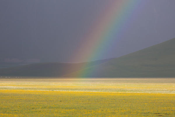Europe,Italy,Umbria,Perugia district,Castelluccio of Norcia during flowering of narcissus
