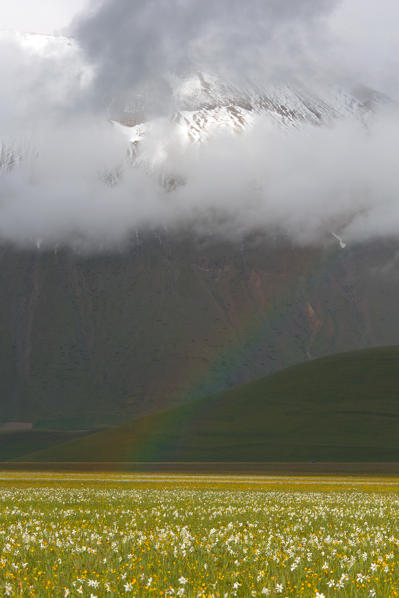 Europe,Italy,Umbria,Perugia district,Castelluccio of Norcia during flowering of narcissus
