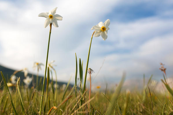 Europe,Italy,Umbria,Perugia district,Castelluccio of Norcia during flowering of narcissus