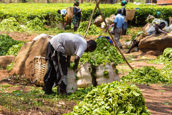 Central Africa, Malawi, Blantyre district. Tea farms