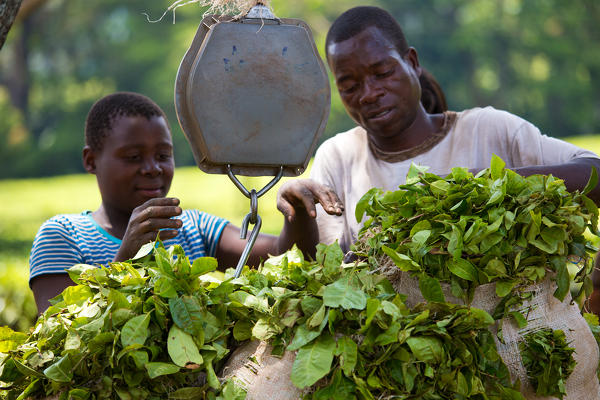 Central Africa, Malawi, Blantyre district. Tea farms