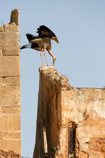 North Africa,Morocco,Capital Rabat. Stork in landing