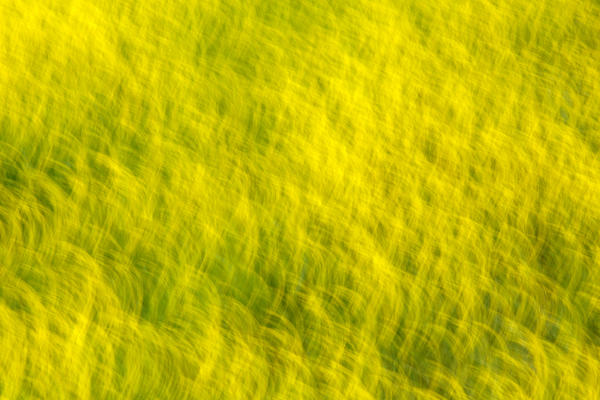 Europe,Italy,Umbria,Perugia district. Detail of flowering Castelluccio of Norcia