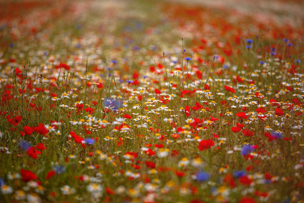 Europe,Italy,Umbria,Perugia district. Detail of flowering Castelluccio of Norcia