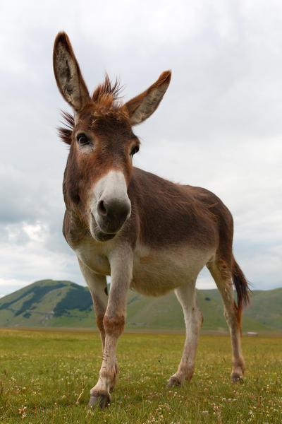 Europe,Italy,Umbria,Perugia district,Castelluccio of Norcia.
Portrait of donkey