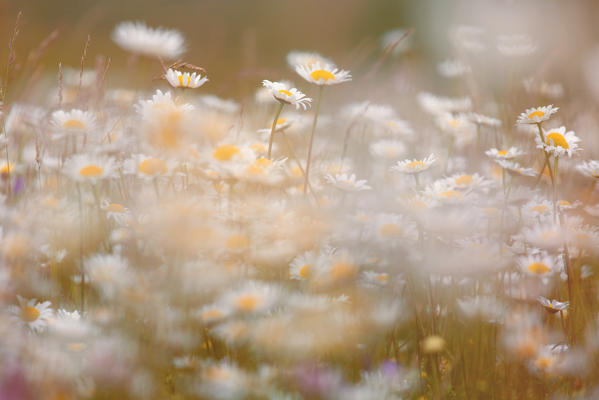 Europe,Italy,Umbria,Perugia district. Detail of flowering Castelluccio of Norcia