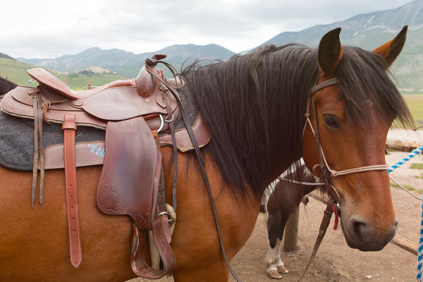 Europe,Italy,Umbria,Perugia district,Castelluccio of Norcia. Horse portrait