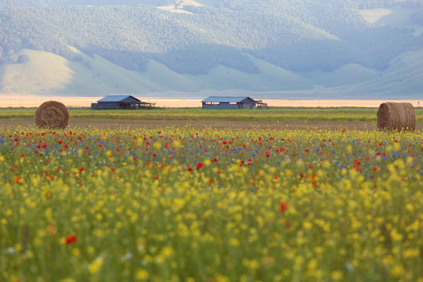 Europe, Italy,Umbria,Perugia district,Castelluccio of Norcia Flower period