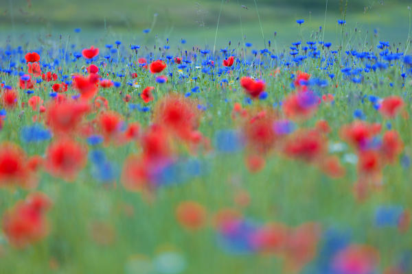 Europe, Italy,Umbria,Perugia district,Castelluccio of Norcia Flower period 