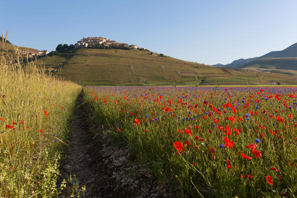 Europe, Italy,Umbria,Perugia district,Castelluccio of Norcia Flower period