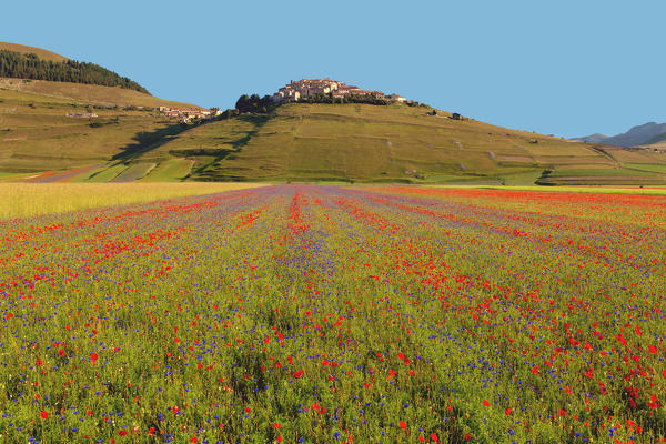 Europe, Italy,Umbria,Perugia district,Castelluccio of Norcia Flower period