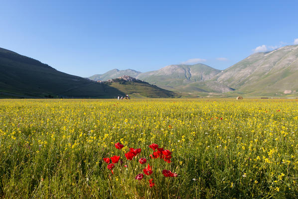 Europe, Italy,Umbria,Perugia district,Castelluccio of Norcia Flower period