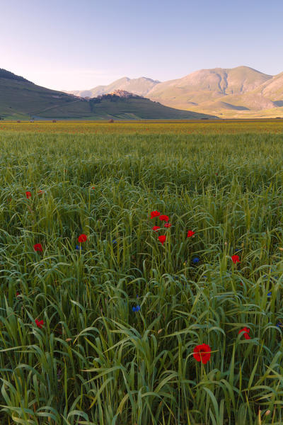 Europe, Italy,Umbria,Perugia district,Castelluccio of Norcia Flower period
