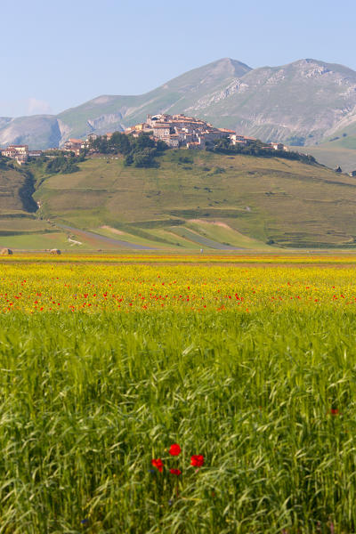 Europe, Italy,Umbria,Perugia district,Castelluccio of Norcia Flower period