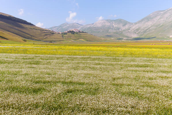 Europe, Italy,Umbria,Perugia district,Castelluccio of Norcia Flower period
