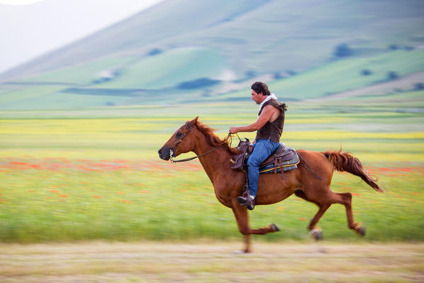 Europe,Italy,Umbria,Perugia district,Castelluccio of Norcia. Horse race