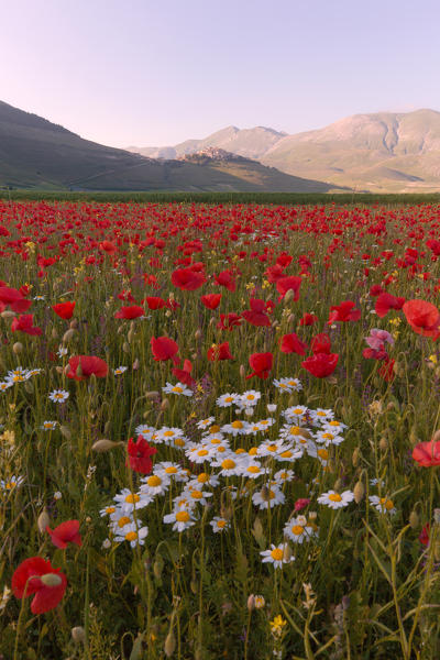 Europe, Italy,Umbria,Perugia district,Castelluccio of Norcia Flower period