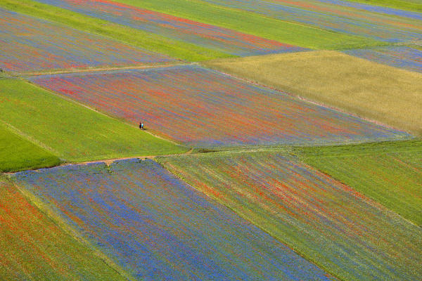 Europe, Italy,Umbria,Perugia district,Castelluccio of Norcia Flower period