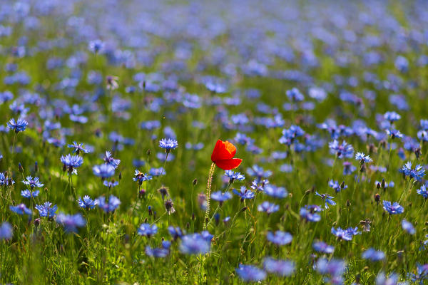 Europe, Italy,Umbria,Perugia district,Castelluccio of Norcia Flower period
