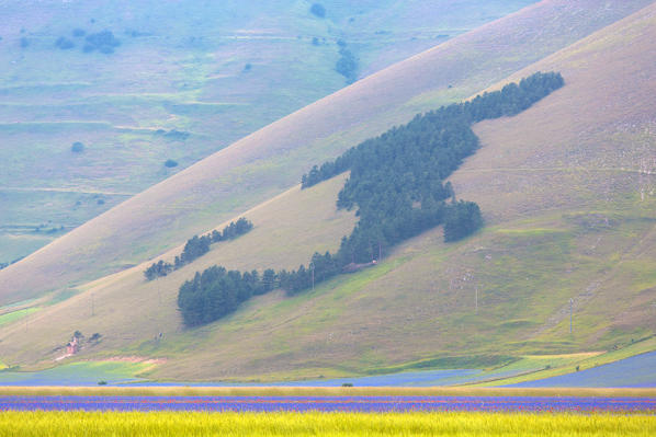 Europe, Italy,Umbria,Perugia district,Castelluccio of Norcia Flower period