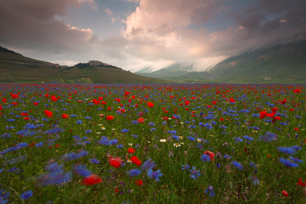 Europe, Italy,Umbria,Perugia district,Castelluccio of Norcia Flower period