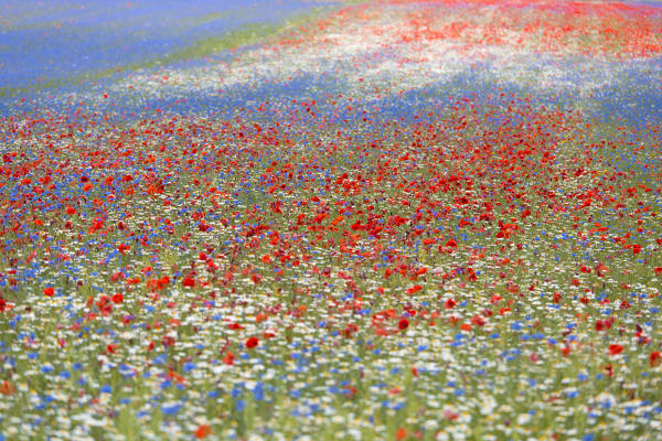 Europe, Italy,Umbria,Perugia district,Castelluccio of Norcia. Flower period.