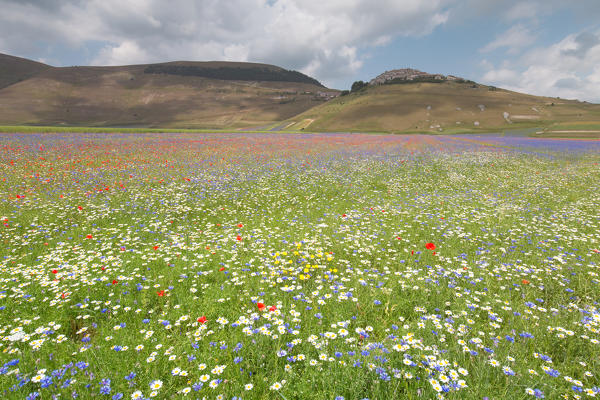 Europe, Italy,Umbria,Perugia district,Castelluccio of Norcia. Flower period.