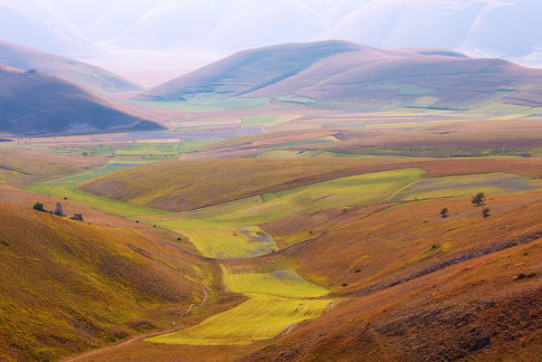 Europe, Italy,Umbria,Perugia district,Castelluccio of Norcia. Flower period.