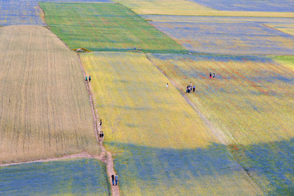 Europe, Italy,Umbria,Perugia district,Castelluccio of Norcia. Flower period.