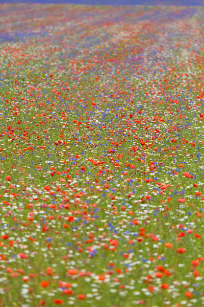 Europe, Italy,Umbria,Perugia district,Castelluccio of Norcia. Flower period.