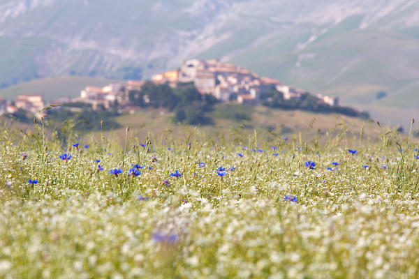 Europe, Italy,Umbria,Perugia district,Castelluccio of Norcia. Flower period.