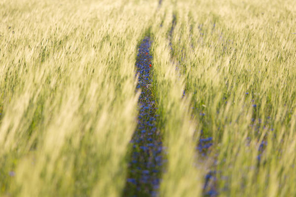 Europe, Italy,Umbria,Perugia district,Castelluccio of Norcia. Flower period.