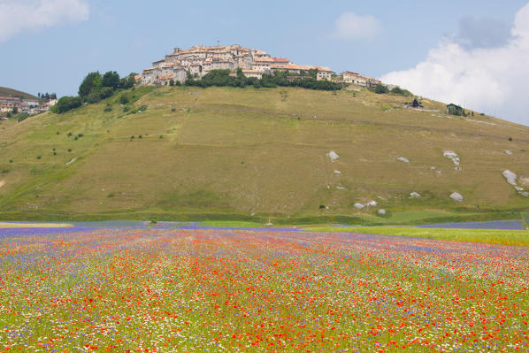 Europe, Italy,Umbria,Perugia district,Castelluccio of Norcia. Flower period.