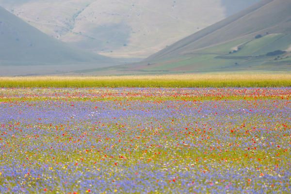 Europe, Italy,Umbria,Perugia district,Castelluccio of Norcia. Flower period.