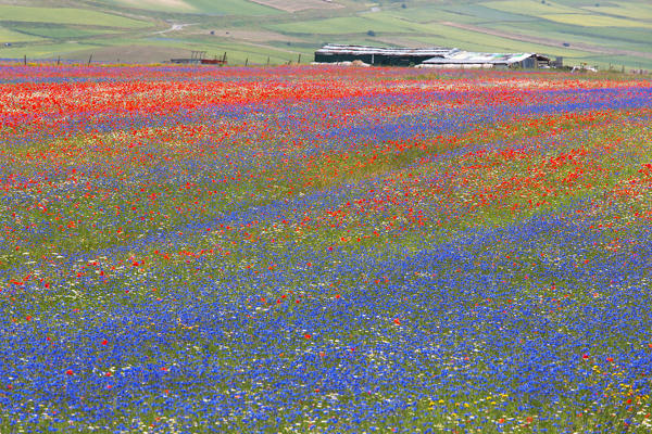 Europe, Italy,Umbria,Perugia district,Castelluccio of Norcia. Flower period.