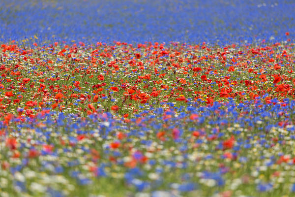 Europe, Italy,Umbria,Perugia district,Castelluccio of Norcia. Flower period.