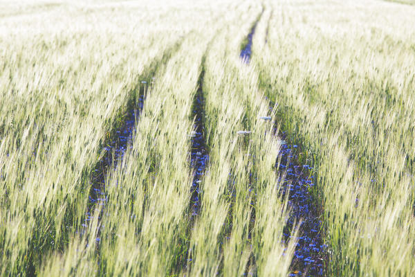 Italy,Umbria,Perugia district,Castelluccio of Norcia during flowering