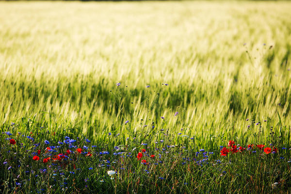 Italy,Umbria,Perugia district,Castelluccio of Norcia during flowering