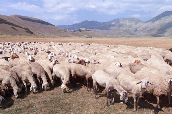 Europe,Italy,Umbria,Perugia district,Castelluccio of Norcia. Sheep grazing
