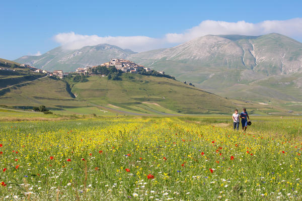 Europe,Italy,Umbria,Perugia district,Castelluccio of Norcia during flowering